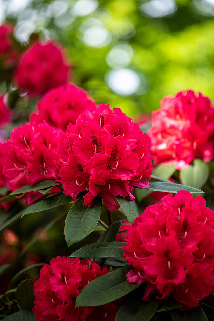 Rhododendron insigne 'Marianne von Weizsäcker'