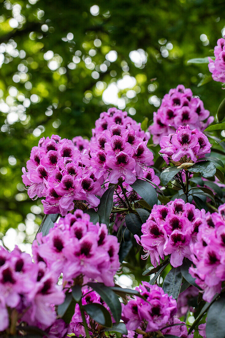 Rhododendron 'James Nasmyth'