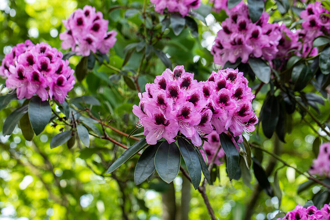 Rhododendron 'James Nasmyth'