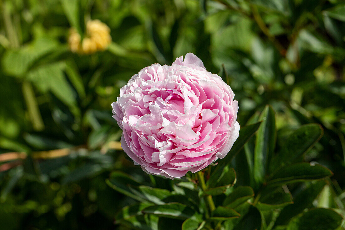 Paeonia lactiflora, pink