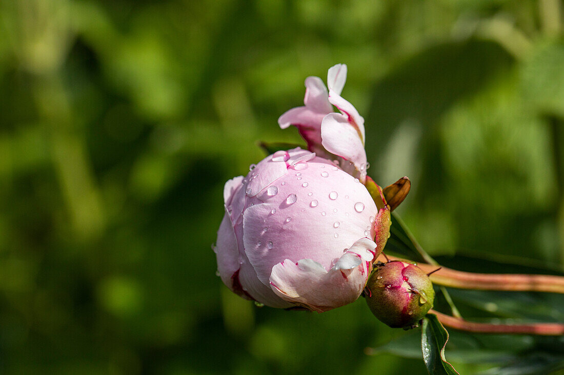 Paeonia lactiflora, pink