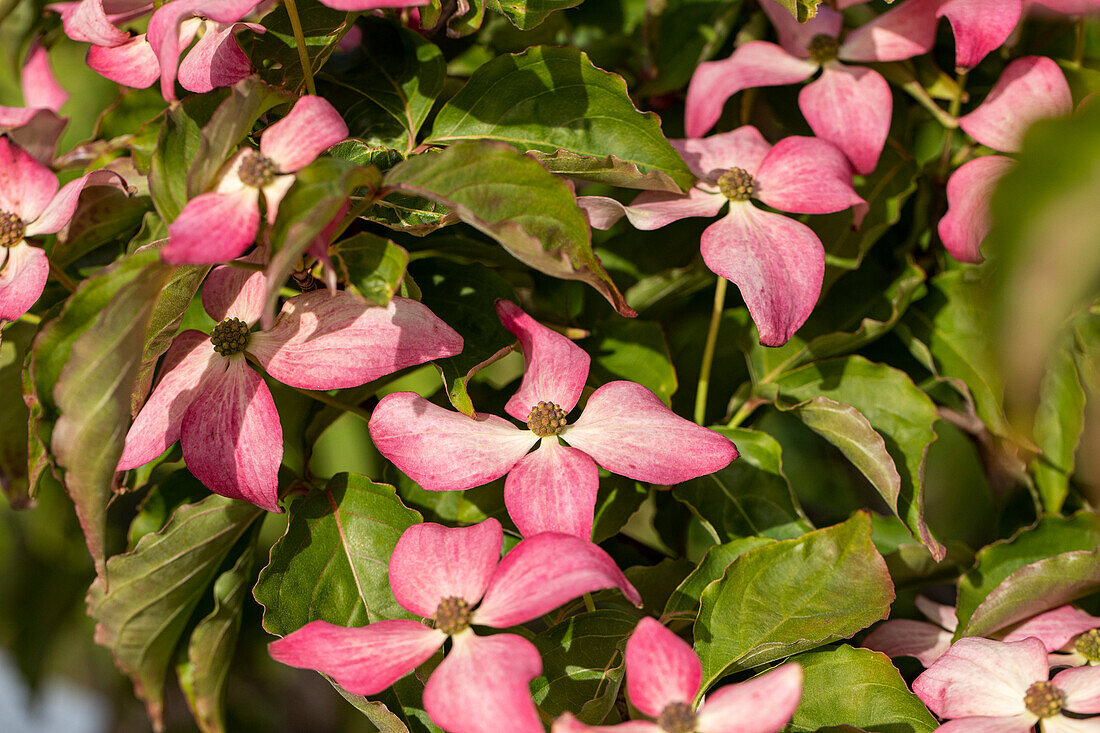 Cornus kousa 'Scarlet Fire'®