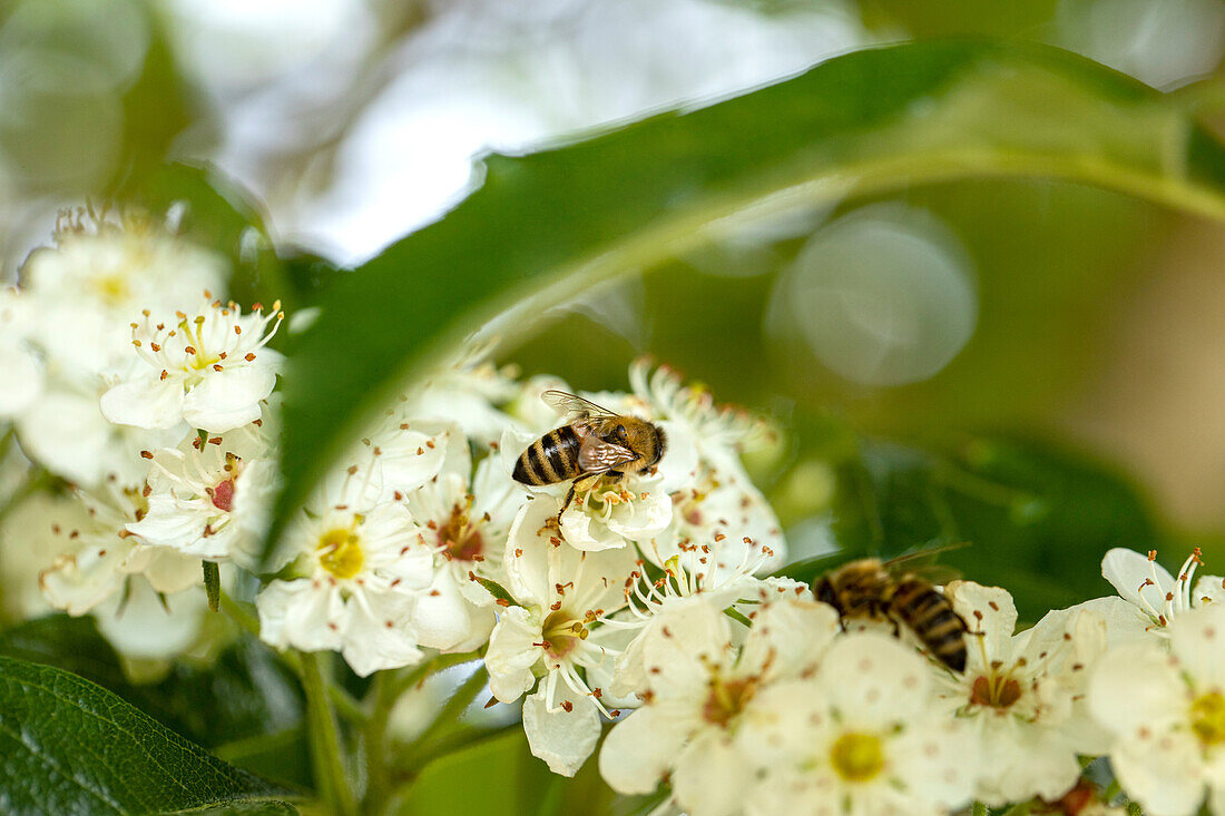 Biene auf Blüte