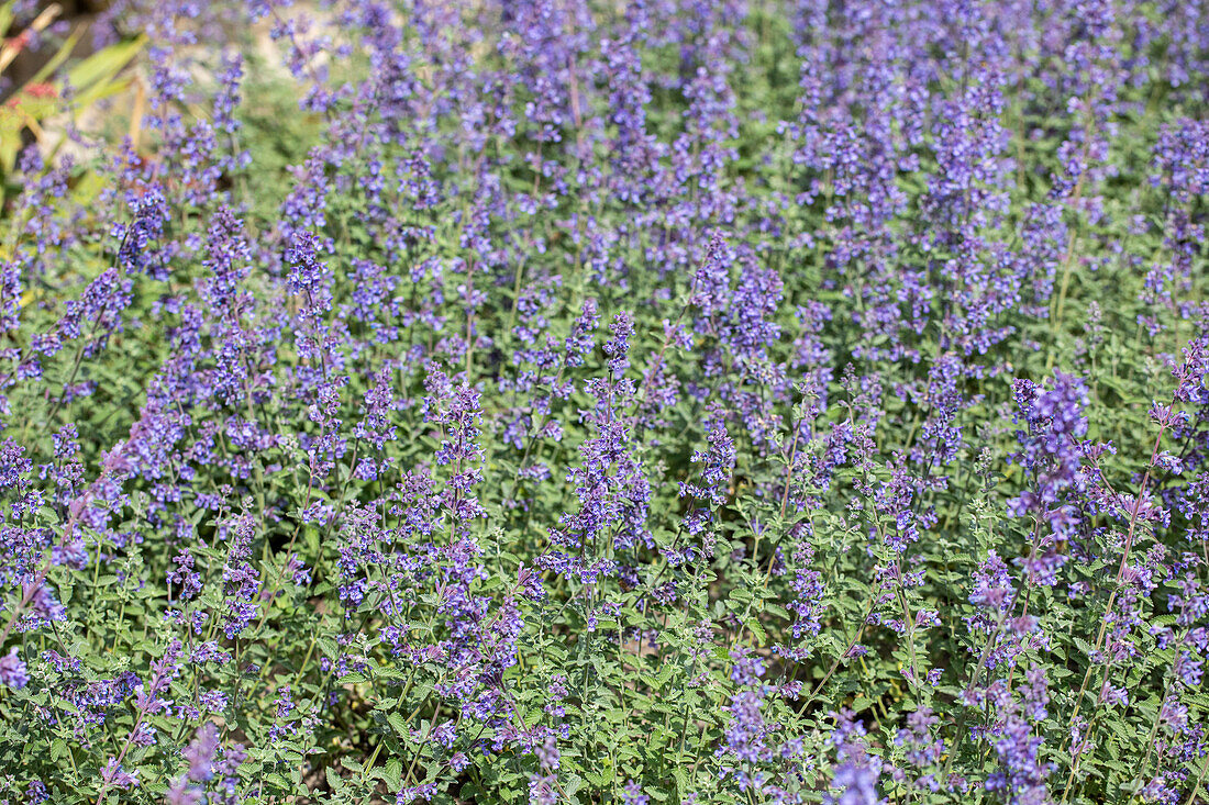 Nepeta x faassenii 'Walker's Low'