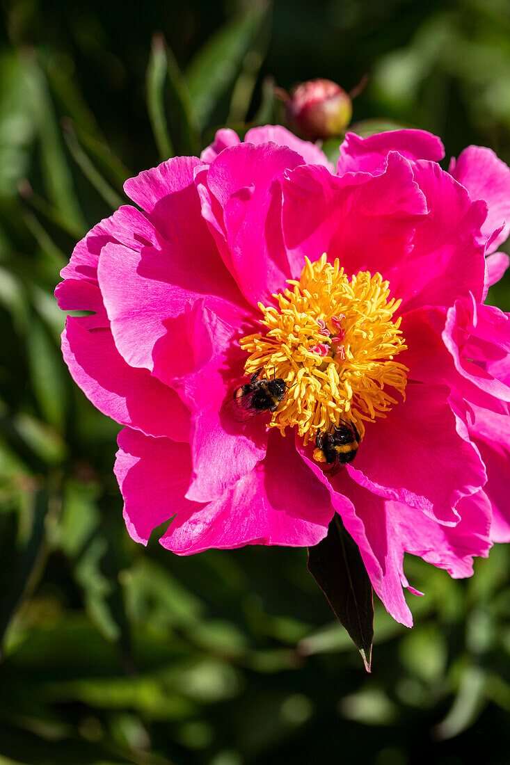 Paeonia lactiflora, single flowering