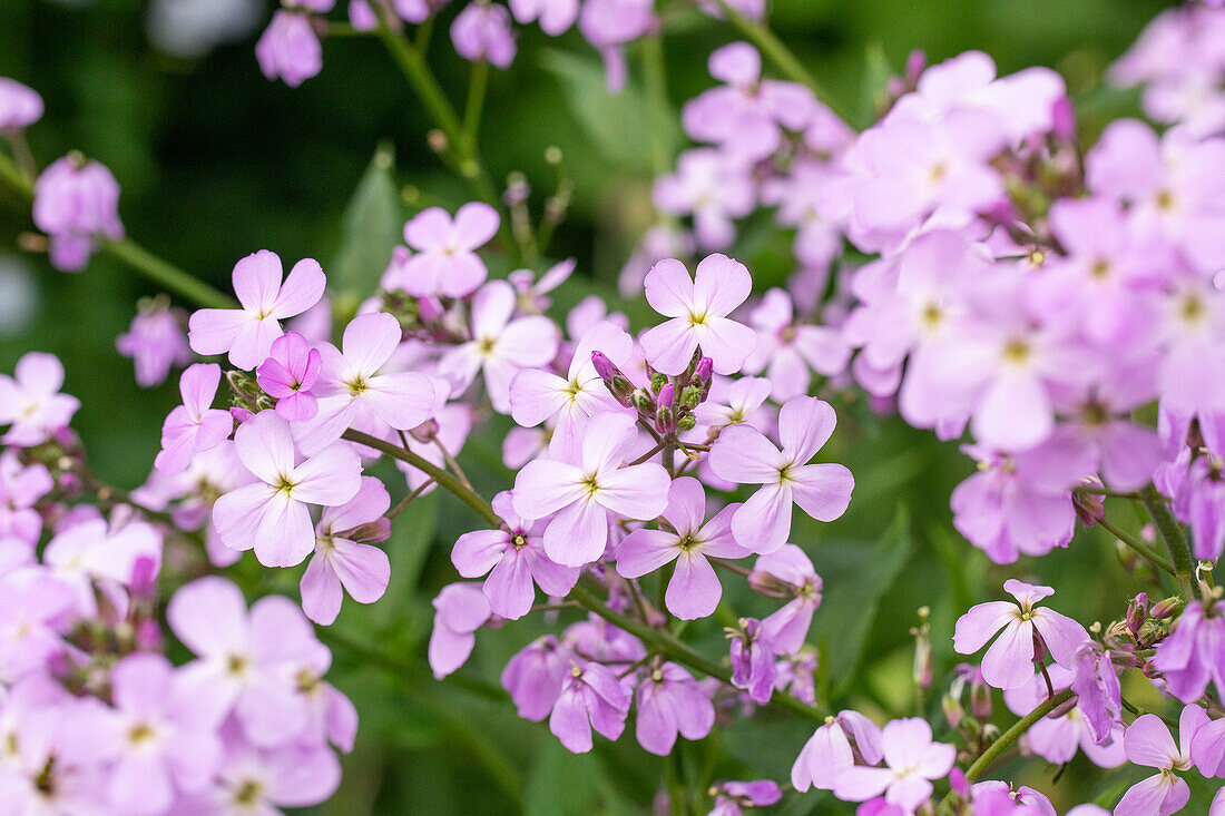 Erysimum linifolium 'Bowles Mauve'