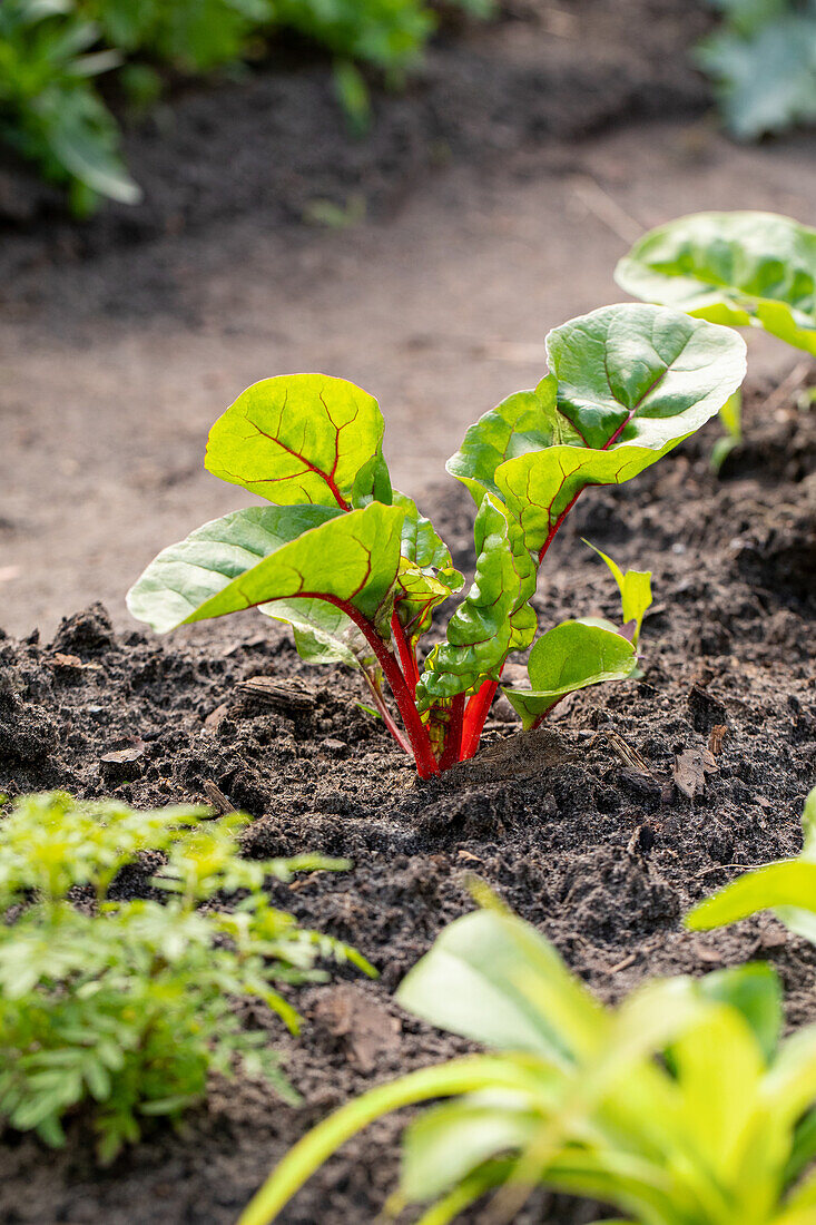 Beta vulgaris var. cicla, red