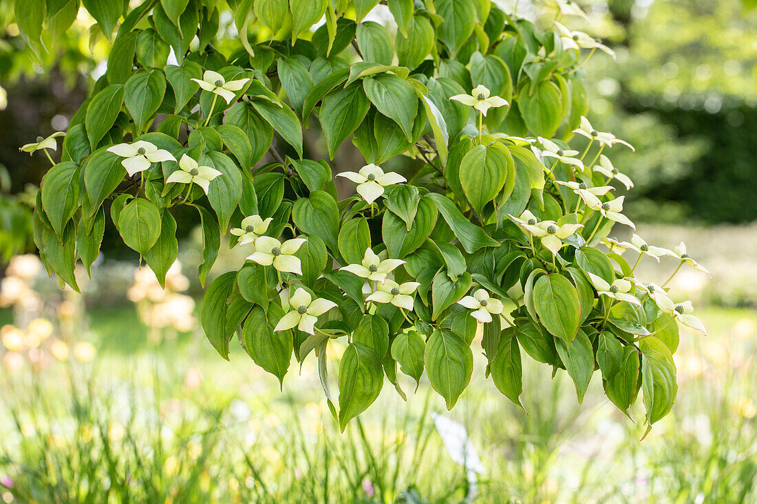 Cornus kousa chinensis 'Lady of the Cross'