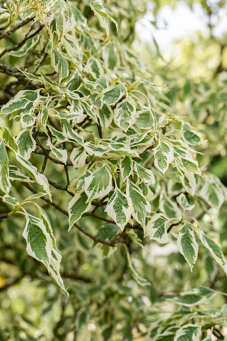 Cornus controversa 'Variegata'