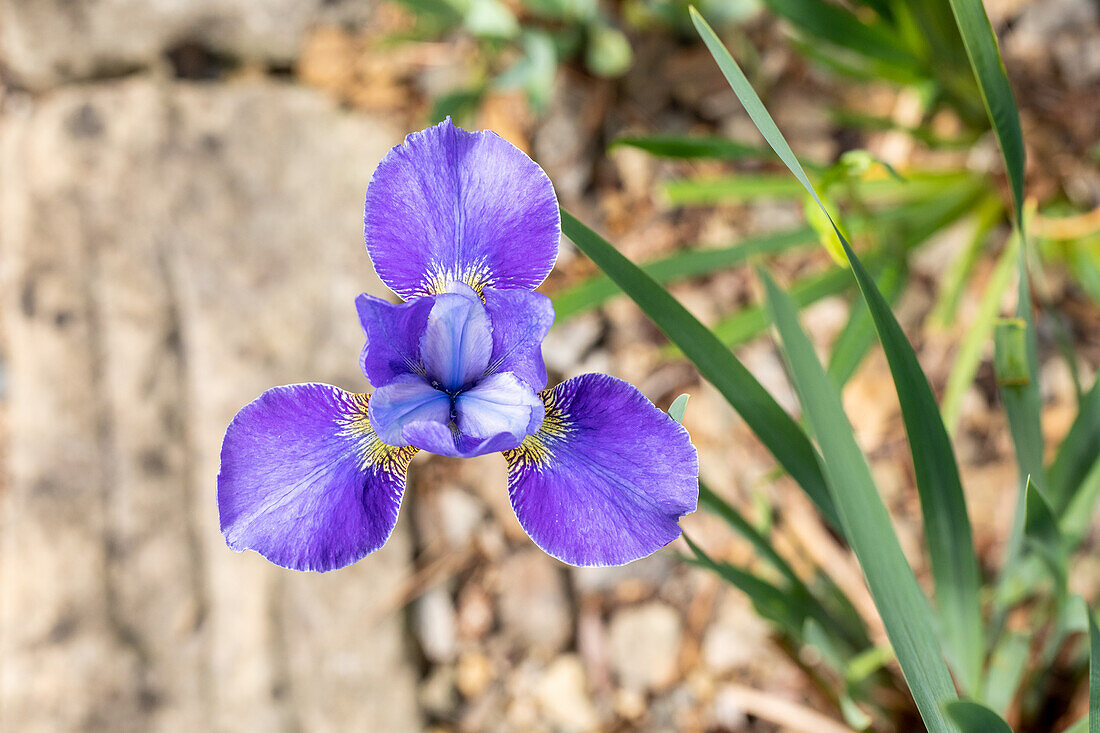 Iris sibirica 'Silver Edge'