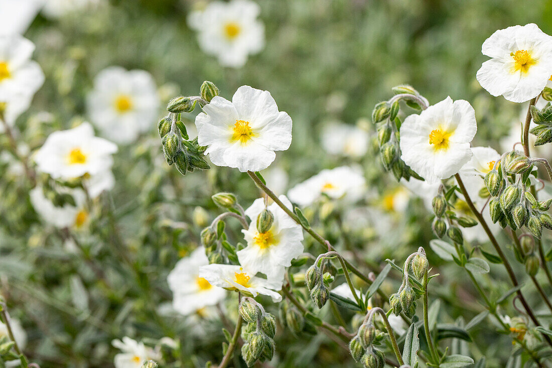 Helianthemum 'Polar Bear'