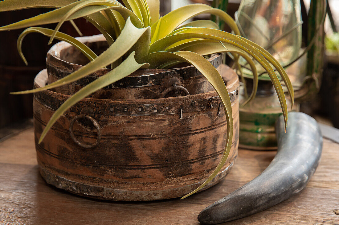 Decorative bowl with tillandsia