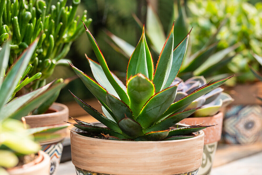 Agave lophantha 'Shaka Zulu'