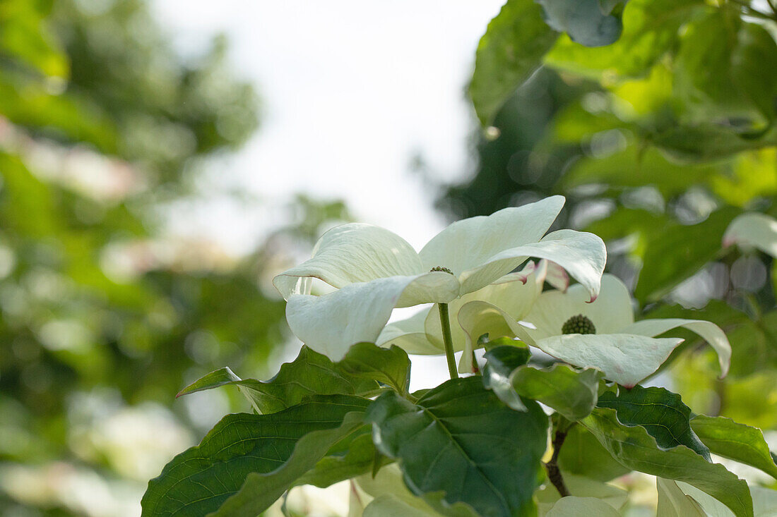 Cornus florida 'Cloud Nine'