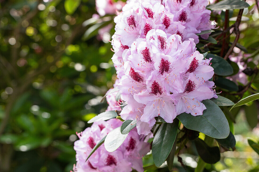 Rhododendron 'Humboldt'
