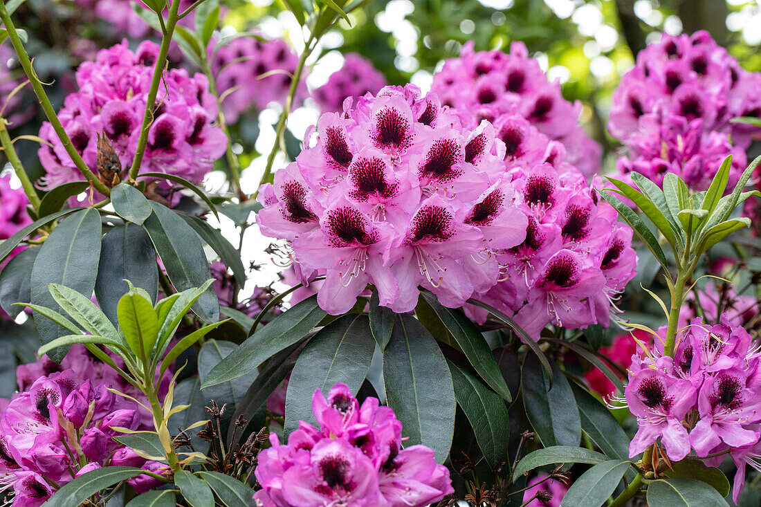 Rhododendron 'James Nasmyth'