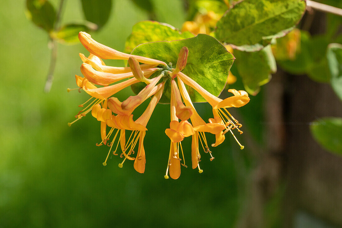 Lonicera tellmanniana