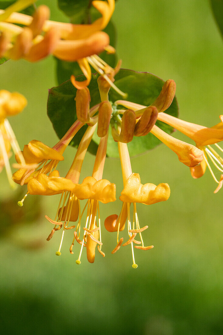 Lonicera tellmanniana