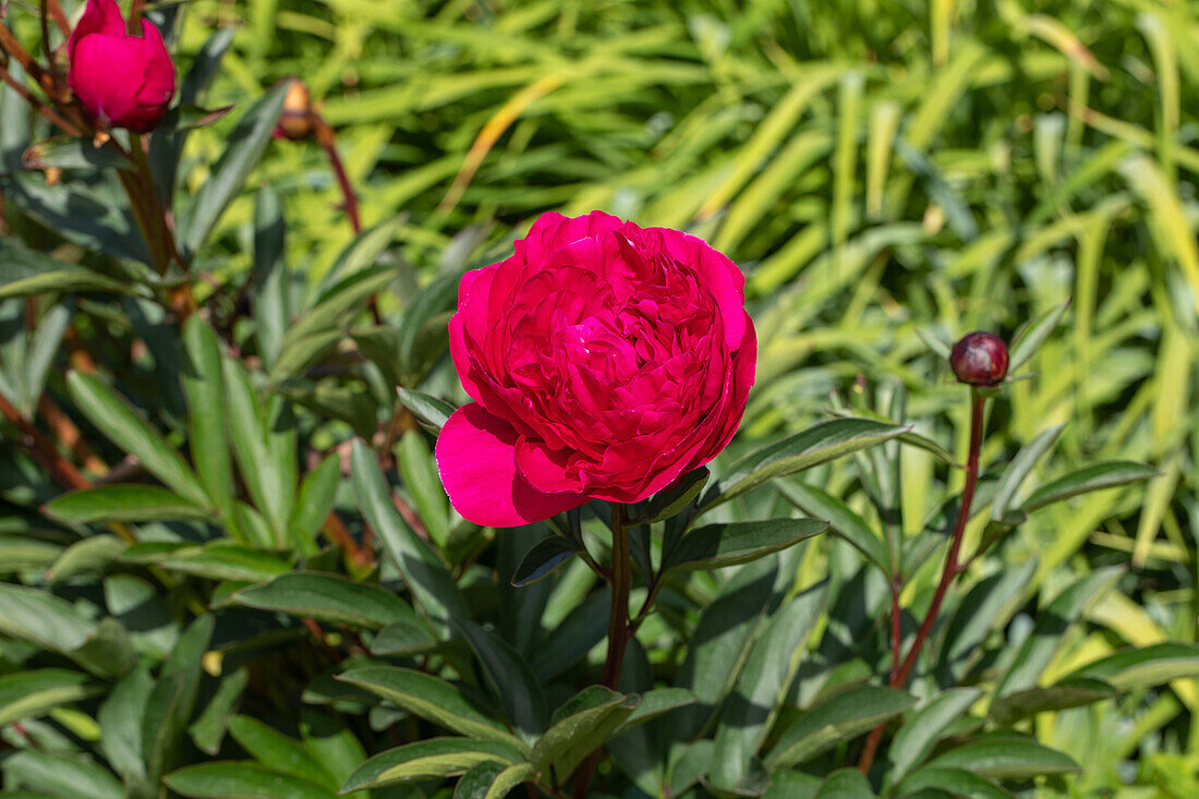 Paeonia lactiflora, red