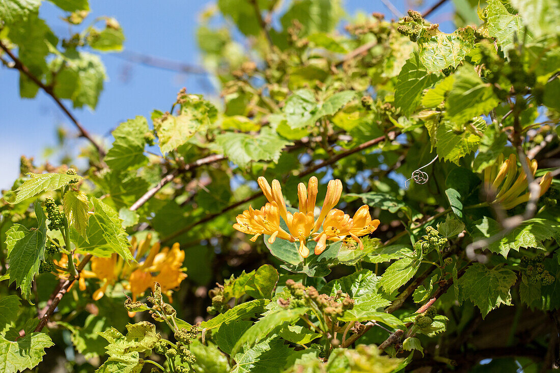 Lonicera tellmanniana