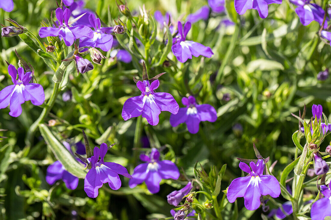 Lobelia erinus 'Hot® Giant Blue'