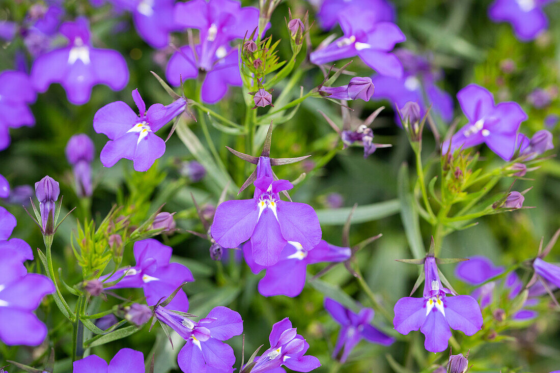 Lobelia erinus 'Curaçao® Blue'