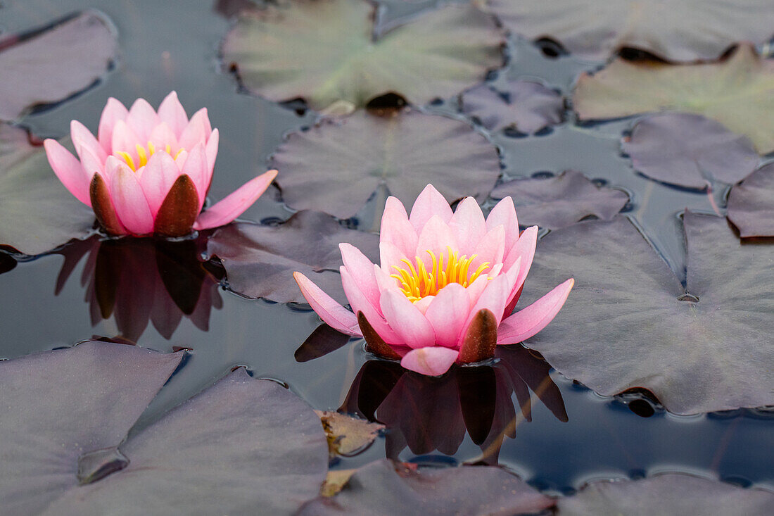 Nymphaea, rosa