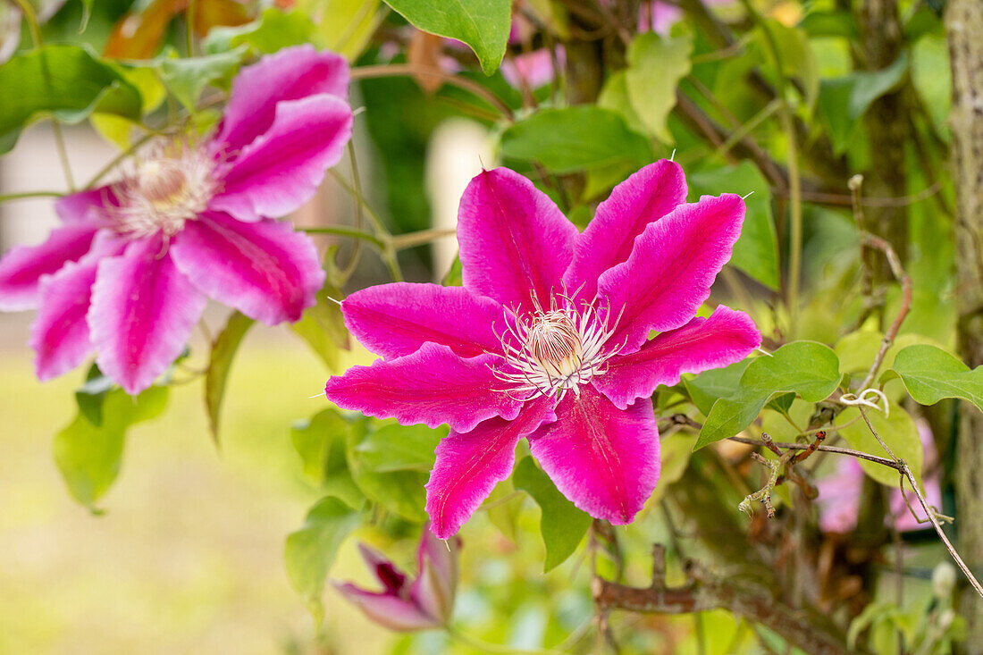 Clematis 'Dr Ruppel'