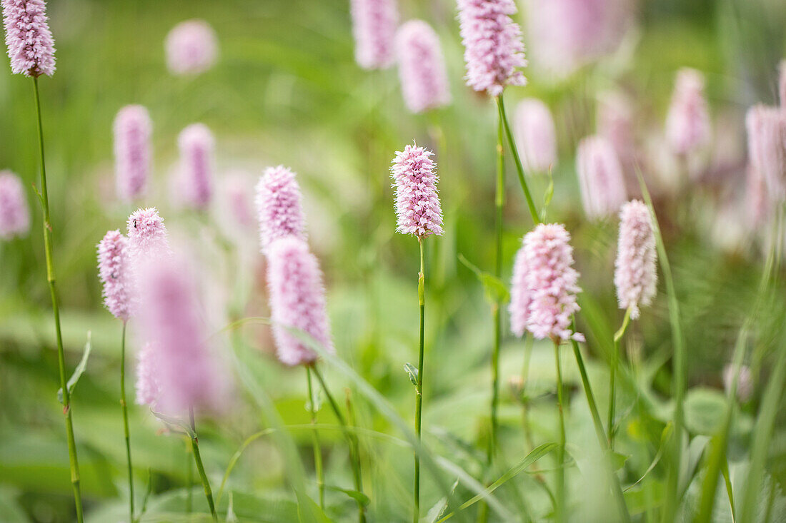 Bistorta officinalis 'Superba'