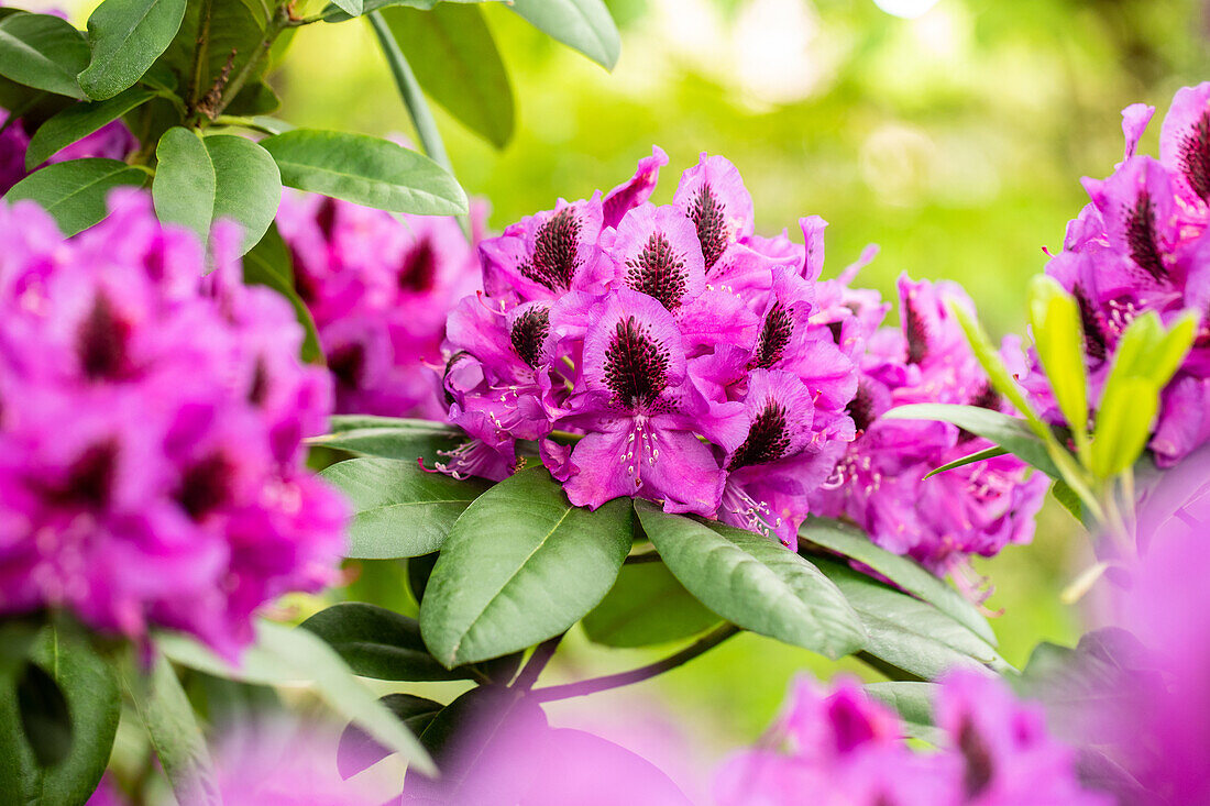 Rhododendron 'Peter Alan'