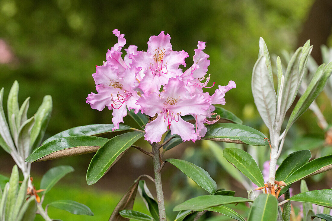 Rhododendron viscosum 'Millenium'