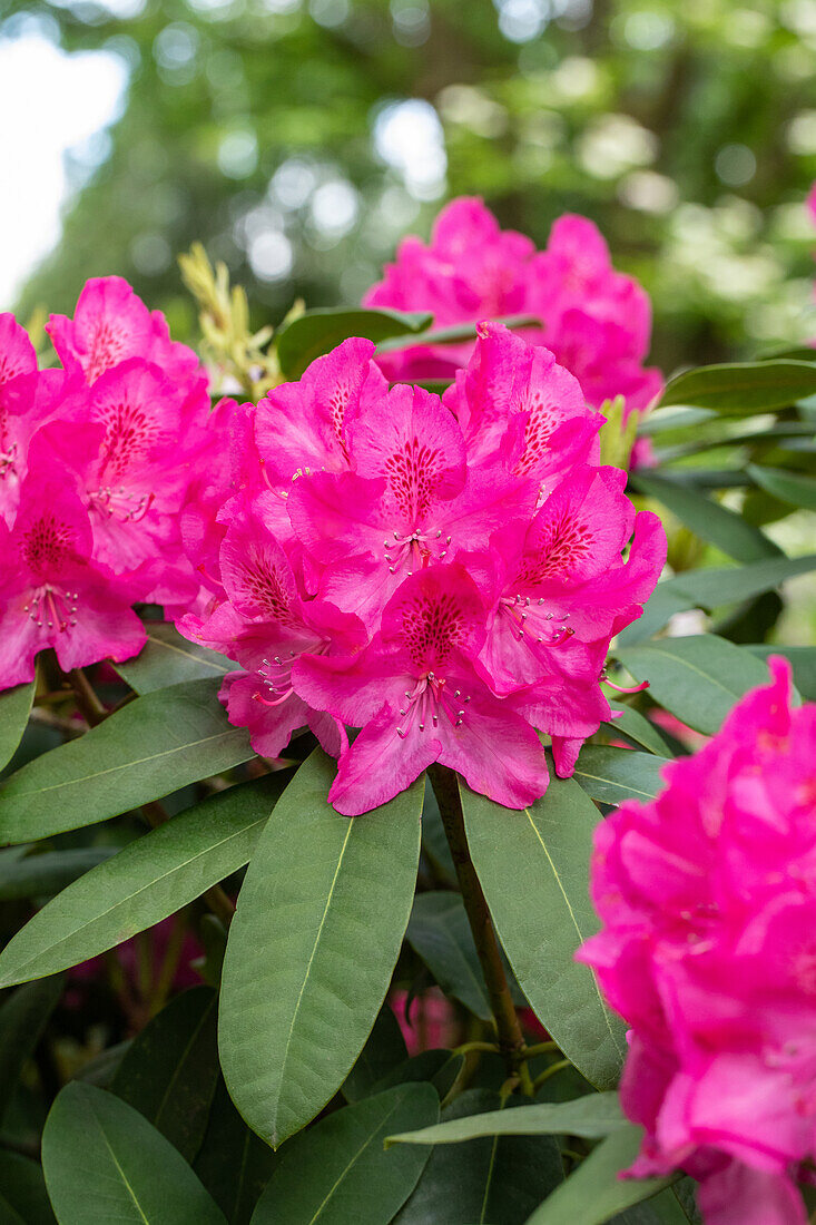 Rhododendron 'Lohse´s Schöne'