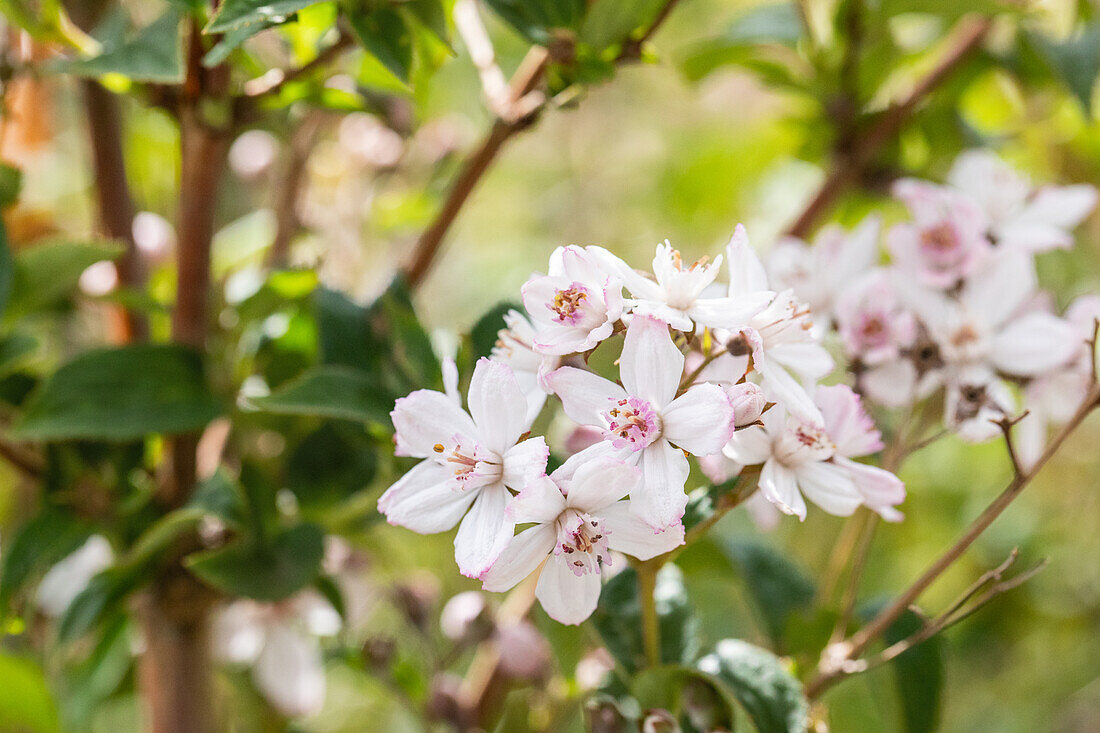 Choisya ternata