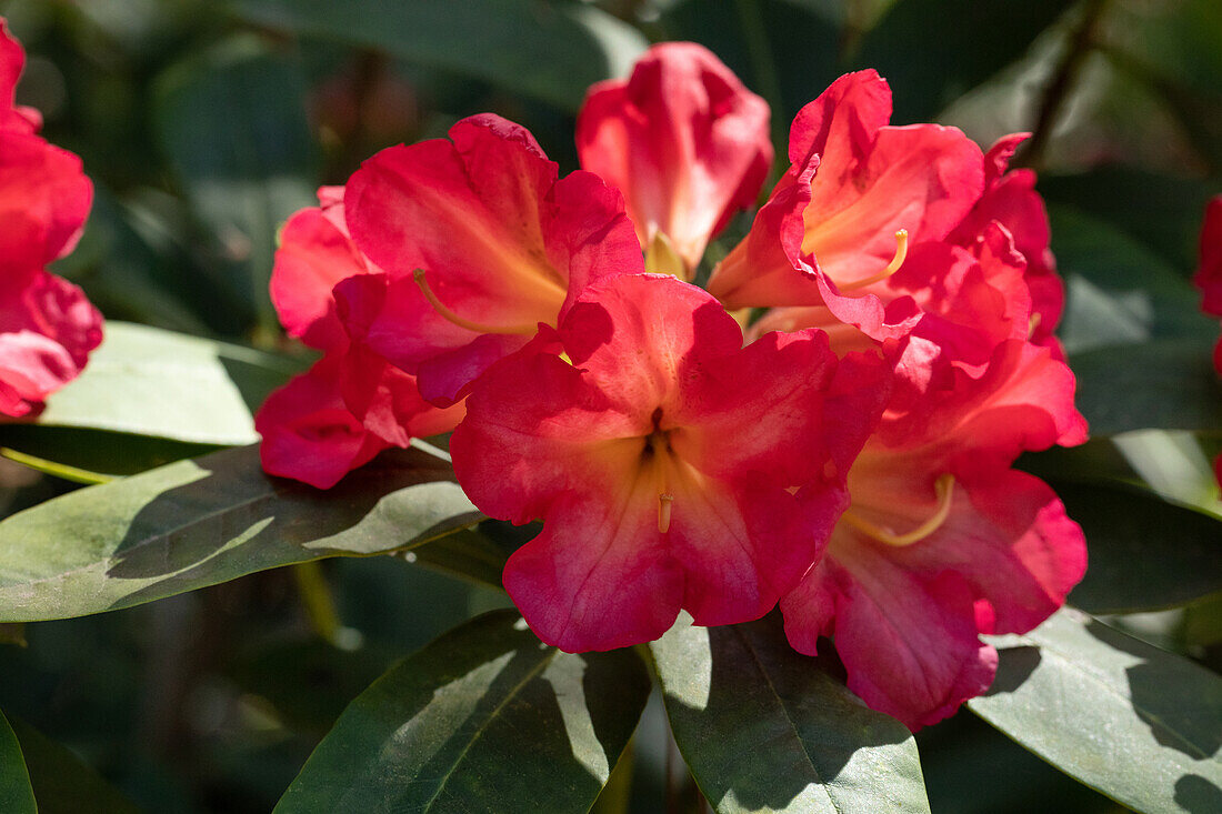 Rhododendron, red-yellow