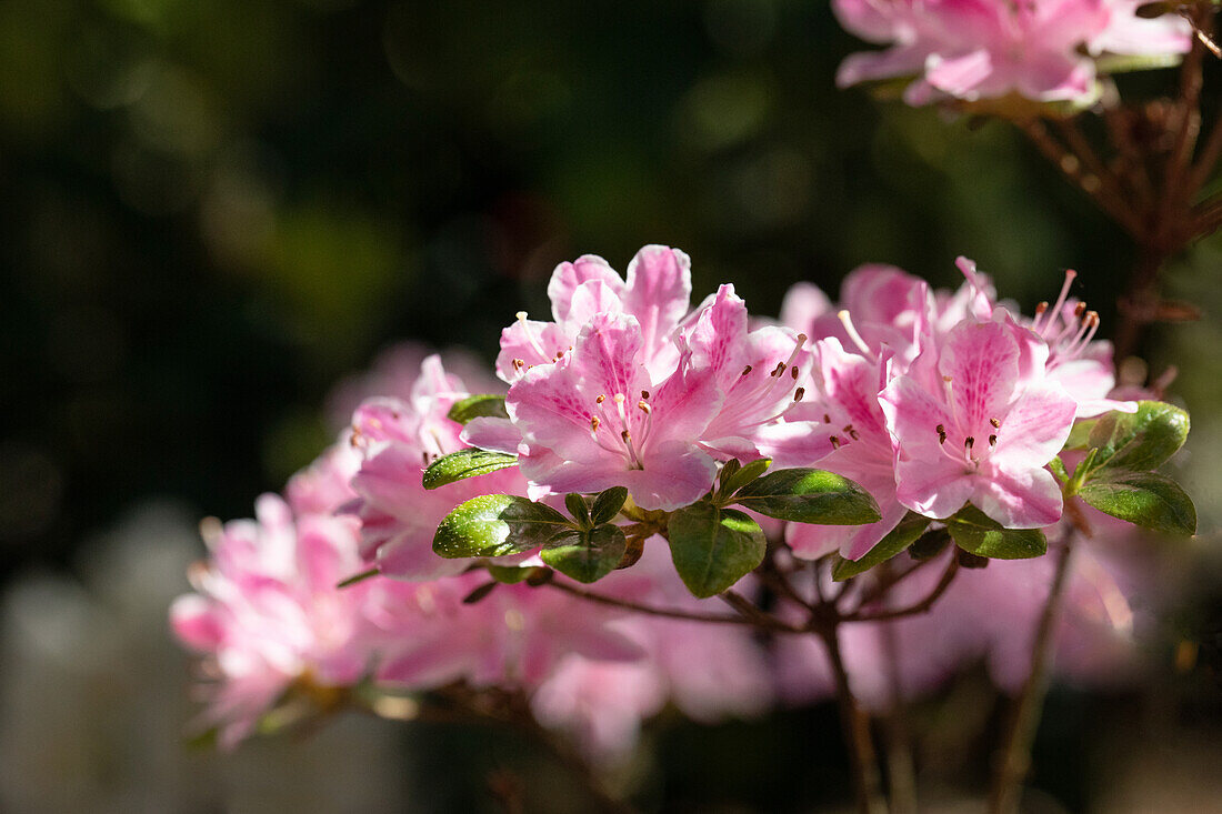 Rhododendron obtusum, pink