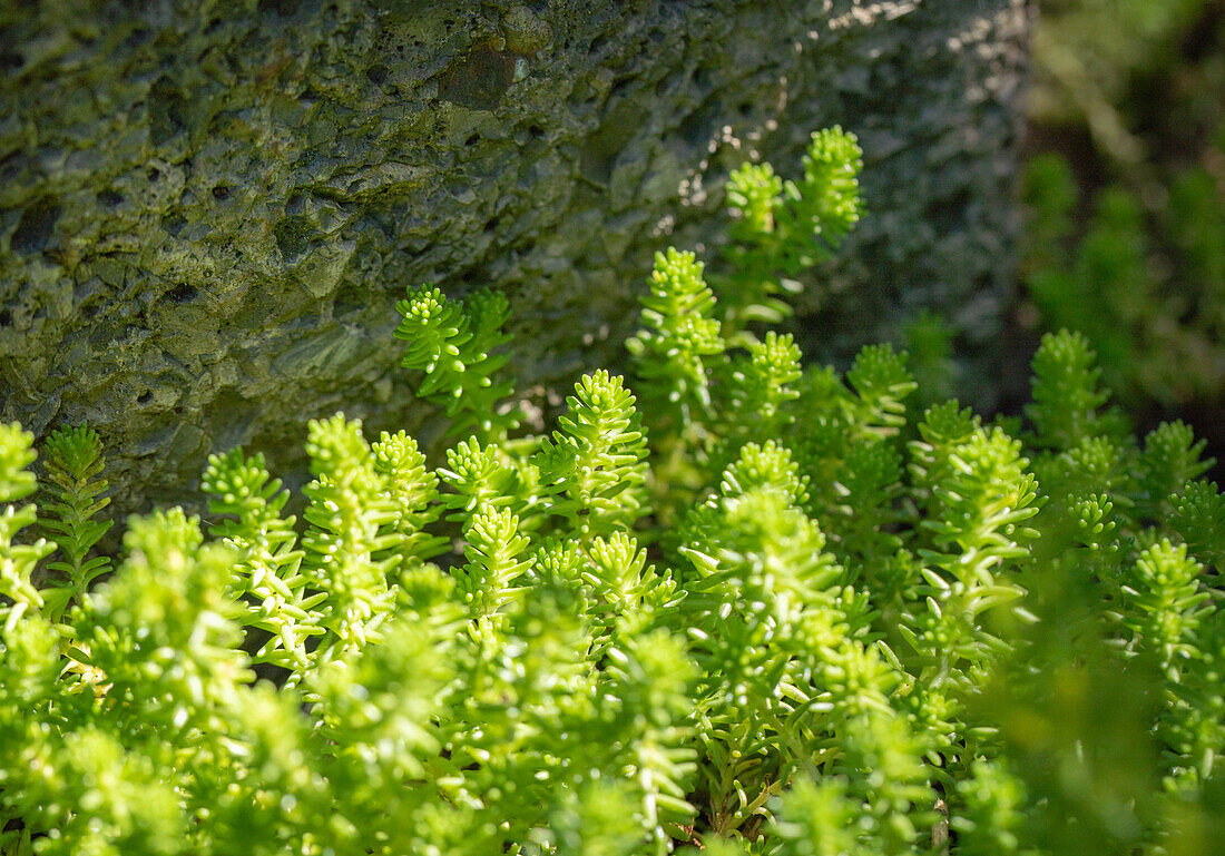 Sedum acre