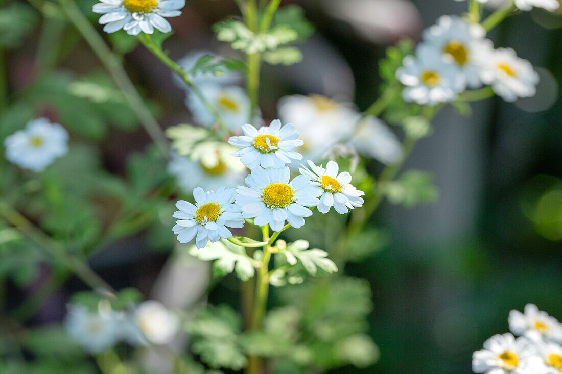 Arctanthemum arcticum