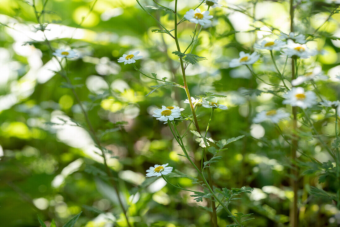 Arctanthemum arcticum