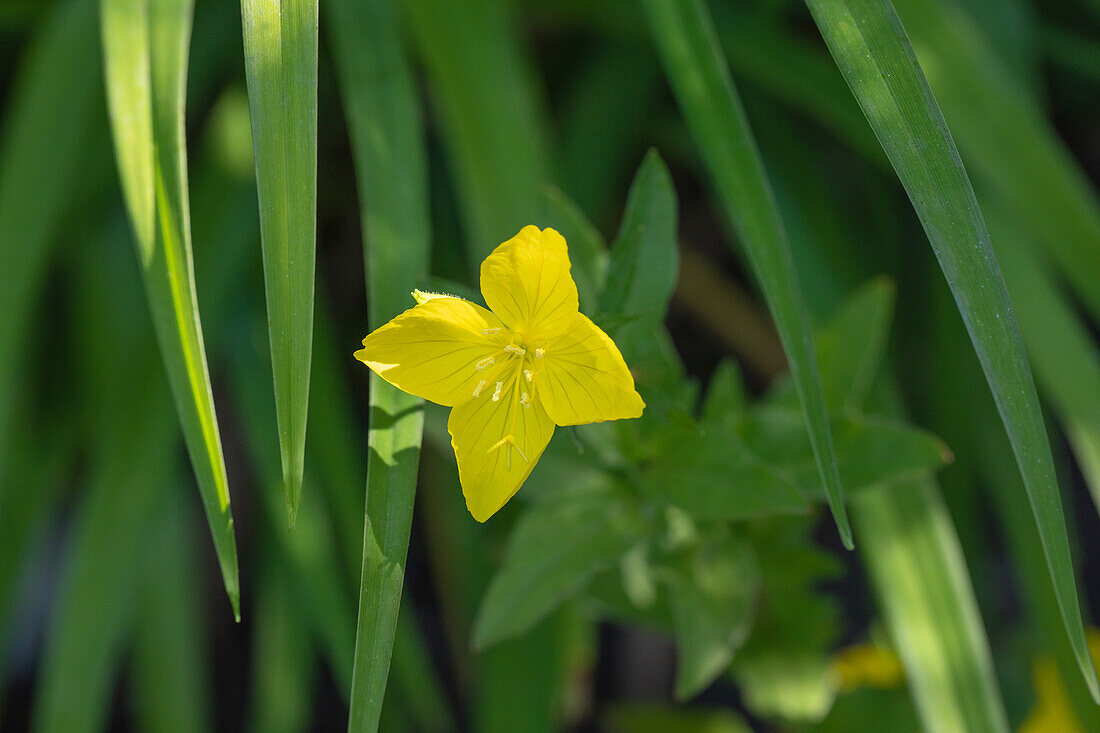 Oenothera