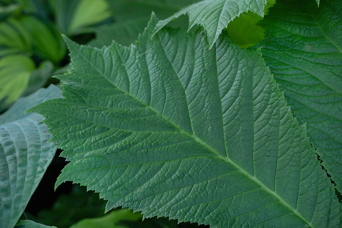 Rodgersia aesculifolia