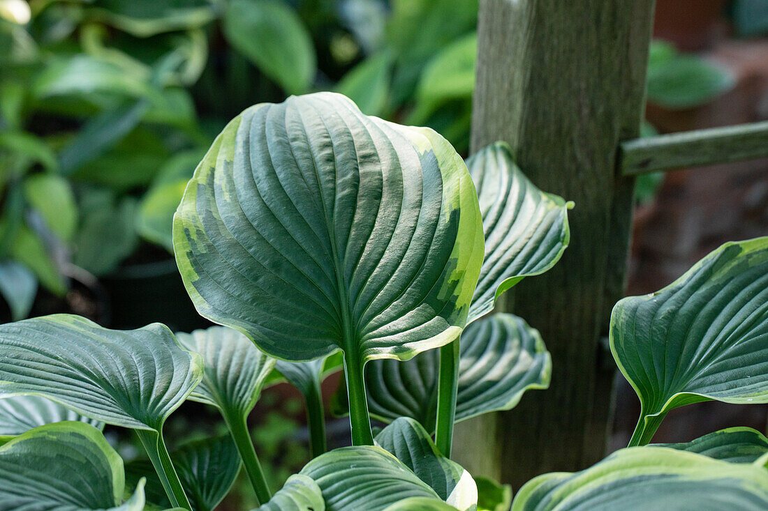 Hosta, white-edged