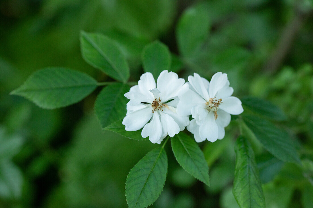 Rosa multiflora