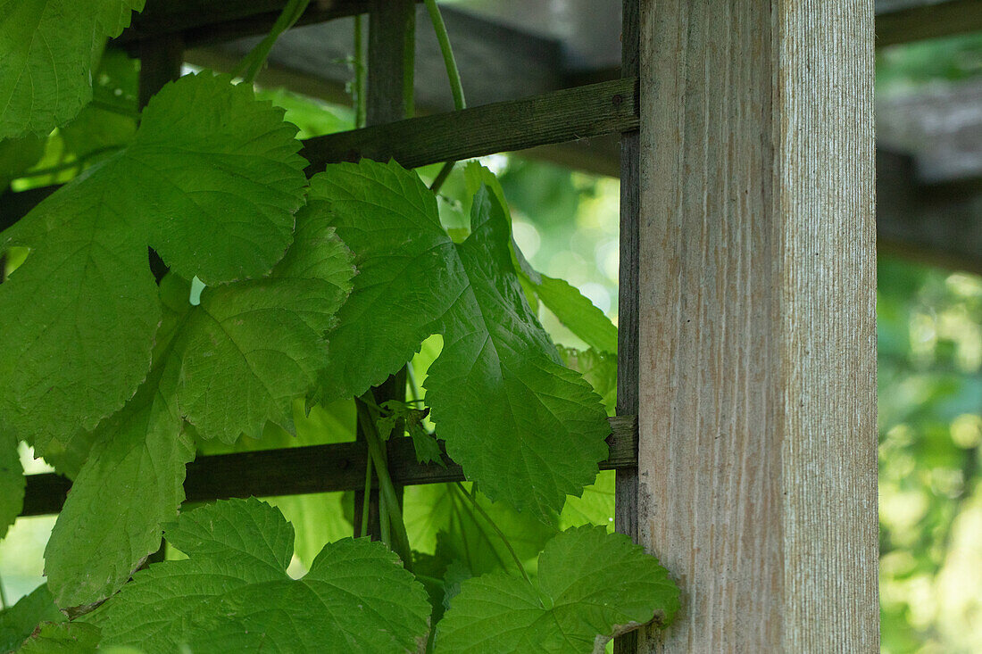 Vitis vinifera