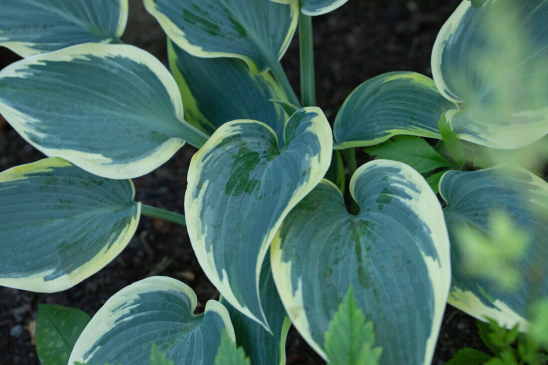 Hosta, weißrandig