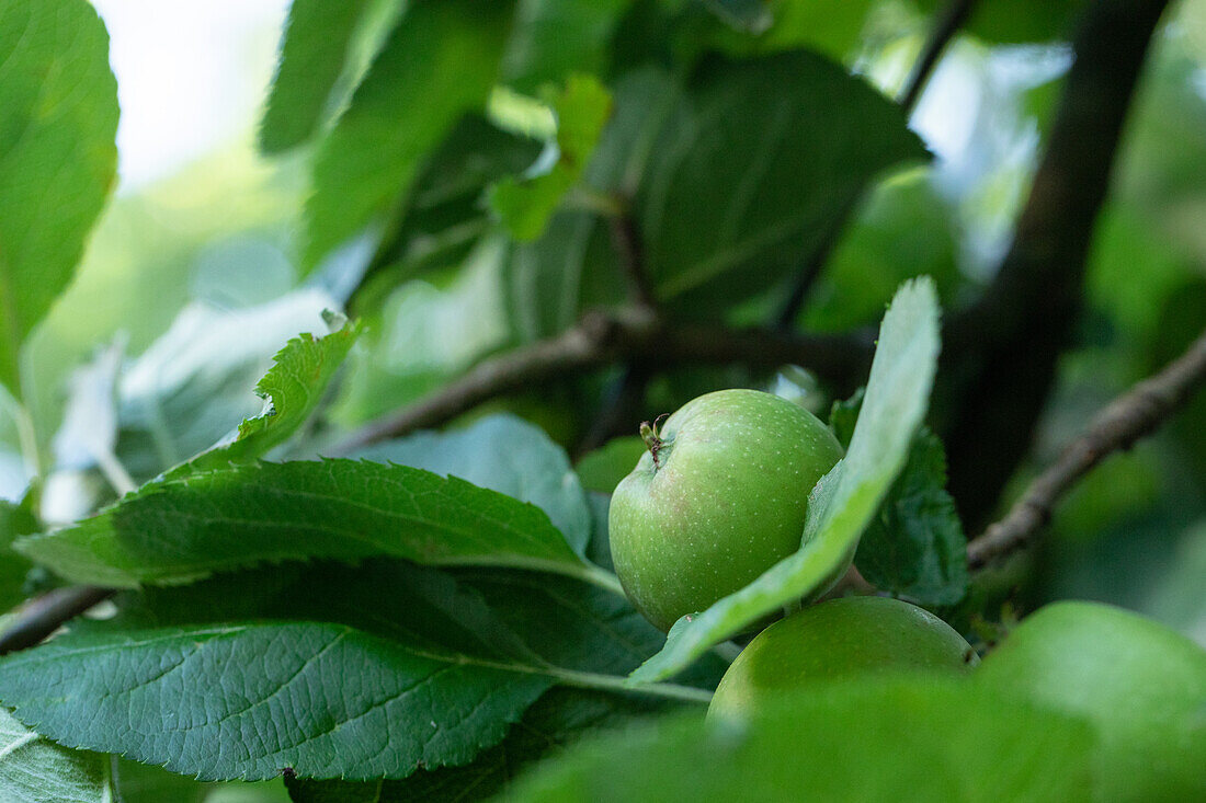 Malus domestica