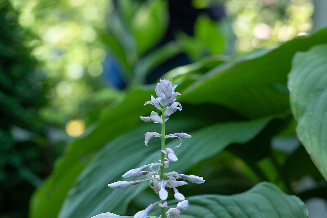 Hosta, purple