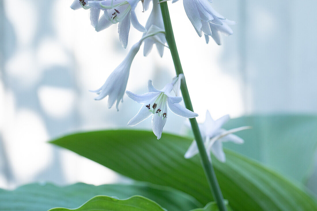 Hosta sieboldiana, white