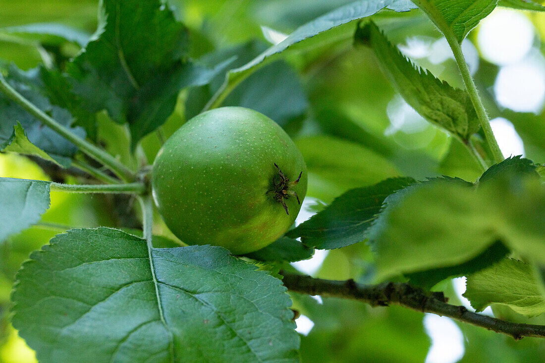 Malus domestica