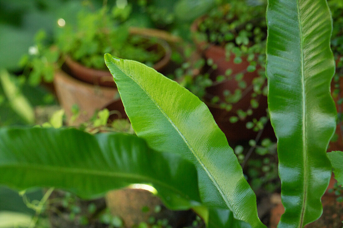 Asplenium nidus