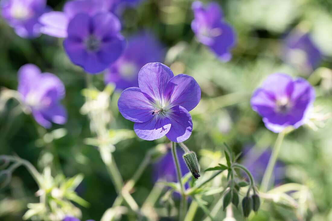 Geranium pratense